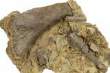 Hadrosaur (Edmontosaurus) Bone & Tendons in Sandstone - Wyoming #265759-1